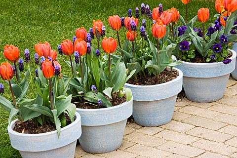 KEUKENHOF_GARDENS__NETHERLANDS_BLUE_PAINTED_CONTAINERS_PLANTED_WITH_TULIP_HERMITAGE_AND_MUSCARI_LATI