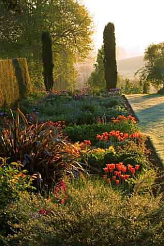 PETTIFERS_GARDEN__OXFORDSHIRE_EARLY_MORNING_LIGHT_ON_SPRING_BORDER_WITH_PHORMIUM_AND_TULIP_BALLERINA