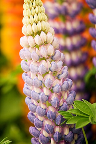 WESTCOUNTRY_LUPINS_A_BLUE_LUPIN_AT_THE_CHELSEA_FLOWER_SHOW