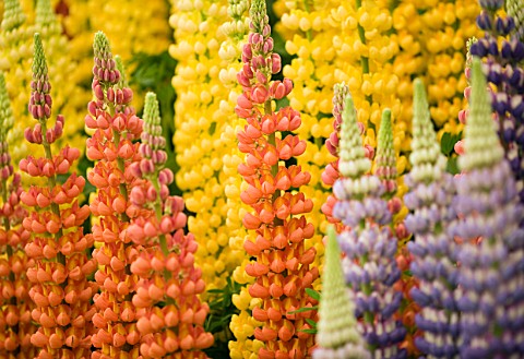 WESTCOUNTRY_LUPINS_MULTI_COLOURED_LUPINS_ON_DISPLAY_AT_THE_CHELSEA_FLOWER_SHOW