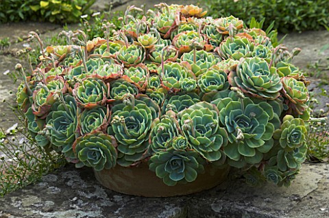CONTAINER_OF_ECHEVERIA_JANET_CROPLEY_GARDEN__HILL_GROUNDS__NORTHAMPTONSHIRE