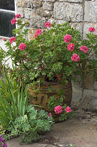 CONTAINER_WITH_PELARGONIUM_PATONS_UNIQUE__JANET_CROPLEY_GARDEN__HILL_GROUNDS__NORTHAMPTONSHIRE