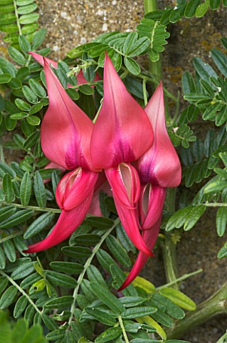 CLIANTHUS_PUNICEUS_LOBSTER_CLAW_FROM_NEW_ZEALAND_JANET_CROPLEY_GARDEN__HILL_GROUNDS__NORTHAMPTONSHIR