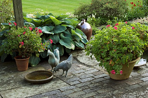 CHICKENS_AND_BIRD_BATH_ON_THE_TERRACE_CONTAINERS_OF_PELARGONIUM_CAREFREE_JANET_CROPLEY_GARDEN__HILL_