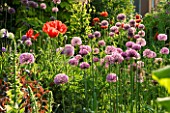 ALLIUM ROSENBACHIANUM AND ORIENTAL POPPIES IN THE HERBACEOUS BORDER. JANET CROPLEY GARDEN  HILL GROUNDS  NORTHAMPTONSHIRE