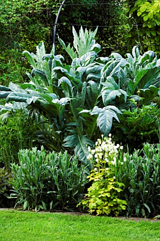 CARDOON_IN_THE_HERBACEOUS_BORDER_JANET_CROPLEY_GARDEN__HILL_GROUNDS__NORTHAMPTONSHIRE