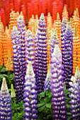 BLUE  ORANGE AND RED LUPINS. PERENNIALS  FLOWERS
