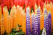 PURPLE  ORANGE AND RED LUPINS. FLOWERS  PERENNIAL
