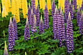 YELLOW AND BLUE LUPINS