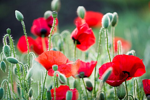 RED_ANNUAL_POPPIES_PAPAVER_RHOEAS___IN_A_MEADOW