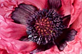 CLOSE-UP OF PAPAVER STOKESBY BELLE