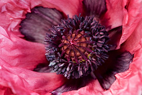CLOSEUP_OF_PAPAVER_STOKESBY_BELLE
