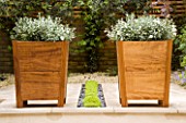 TWO SQUARE WOODEN CONTAINERS PLANTED WITH CONVOLVULUS CNEORUM SIT ON EITHER SIDE OF PLANTED RILL WITH MIND YOUR OWN BUSINESS-SOLEIROLIA SOLEIROLII.  DESIGNER: CHARLOTTE ROWE