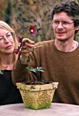 WOODCHIPPINGS  NORTHANTS: RICHARD BASHFORD AND VAL BEXLEY ADMIRE ONE OF THEIR CHOICE HELLEBORES