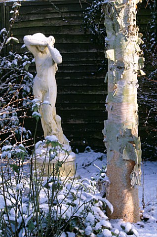 WINTER__WOODCHIPPINGS__NORTHAMPTONSHIRE_STAUTE_IN_SNOW_BESIDE_A_BETULA