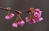 WINTER  WOODCHIPPINGS  NORTHAMPTONSHIRE: PINK FLOWERS OF PRUNUS
