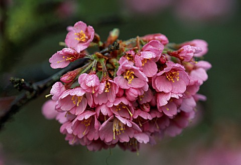WINTER__WOODCHIPPINGS__NORTHAMPTONSHIRE_PINK_FLOWERS_OF_A_PRUNUS