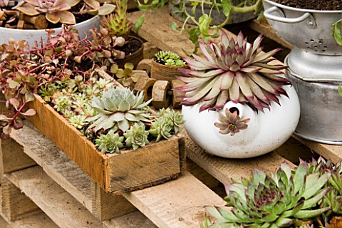 HAMPTON_COURT_2005_RECYCLED_GARDEN_WITH_CONTAINERS_MADE_FROM_A_TEAPOT__A_SEED_TRAY_AND_A_COLINDER_PL