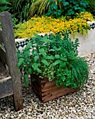 DESIGNER: CLARE MATTHEWS: OLD WOODEN WINE BOX HERB CONTAINER WITH CHIVES  PARSLEY  SAGE AND OREGANO