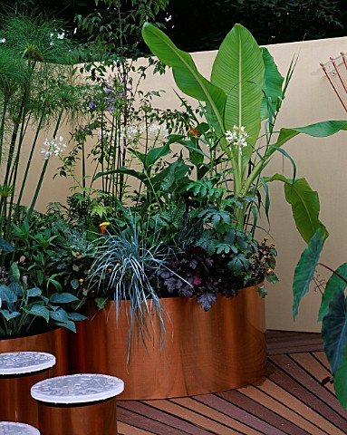 ROOF_TERRACE_WITH_COPPER_SHEET_CONTAINERS_PLANTED_WITH_ENSETE_VENTRICOSUM__CFYPERUS_PAPYRUS__AGAPANT