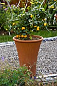 TERRACOTTA CONTAINER ON GRAVEL PATIO PLANTED WITH CITRUS FRUIT. DESIGNERS: JULIET FROST AND GRAHAM WILKIN