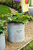 RE-CYCLED CONTAINER. DUSTBIN PLANTED WITH RHUBARB. DESIGNERS: CLAIRE WARNOCK AND RACHEL WATTS