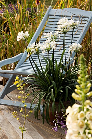BLUE_CHAIR_ON_DECK_WITH_TERRACOTTA_CONTAINER_WITH_WHITE_AGAPANTHUS_DESIGNERS_CLAIRE_KNIGHT_AND_LINDA