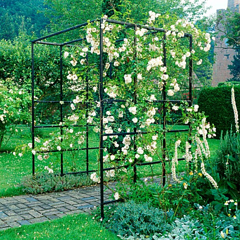 ROSE_ADELAIDE_DORLEANS_ON_A_METAL_ARBOUR_WITH_WHITE_VERBASCUM_LOWER_HALL_GARDEN__SHROPSHIRE