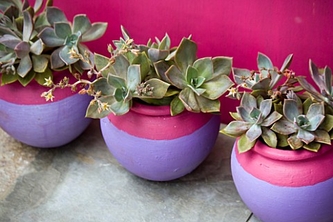 THREE_MAUVE_AND_PINK_CONTAINERS_WITH_SUCCULENTS_ON_PATIO_IN_FRONT_OF_A_BRIGHT_PINK_WALL