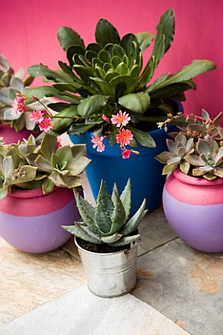 FOUR_CONTAINERS_PLANTED_WITH_SUCCULENTS_ON_PAVING_IN_FRONT_OF_PINK_WALL_DESIGNER_CLARE_MATTHEWS