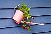 PINK WATERING CAN CONTINER WITH PLANT HANGING ON BLUE FENCE BY CLARE MATTHEWS
