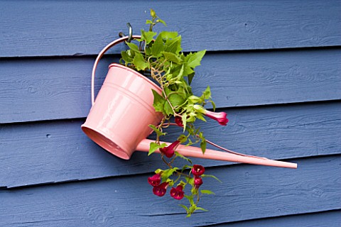 PINK_WATERING_CAN_CONTINER_WITH_PLANT_HANGING_ON_BLUE_FENCE_BY_CLARE_MATTHEWS
