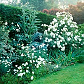 ICEBERG ROSES AND WHITE CAMPANULA IN THE SILVER AND WHITE BORDER  LOWER HALL GARDEN  SHROPSHIRE