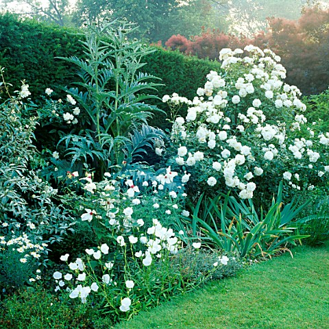 ICEBERG_ROSES_AND_WHITE_CAMPANULA_IN_THE_SILVER_AND_WHITE_BORDER__LOWER_HALL_GARDEN__SHROPSHIRE