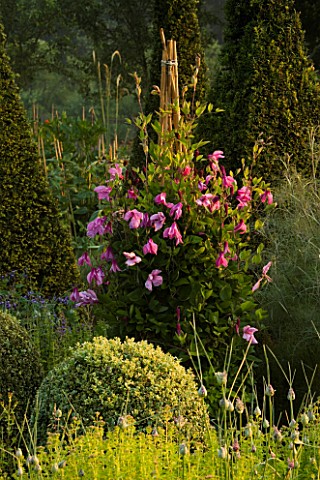 GREEN_GLAZED_CONTAINER_PLANTED_WITH_CLEMATIS_ALIONUSHKA_IN_THE_PARTERRE_AT_PETTIFERS__OXFORDSHIRE