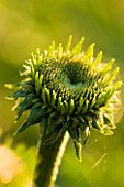 CLOSE UP OF GREEN ECHINACEA. HERB  FLOWER