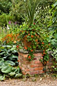 HALL FARM  HARPSWELL  LINCOLNSHIRE: TERRACOTTA CONTAINER ON BRICK WALL PLANTED WITH NASTURTIUMS AND CORDYLINE