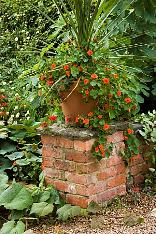 HALL_FARM__LINCOLNSHIRE_TERRACOTTA_CONTAINER_ON_BRICK_WALL_PLANTED_WITH_NASTURTIUMS_AND_CORDYLINE
