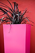 TALL PINK CONTAINER BY LANDSCAPE AGAINST A RED WALL PLANTED WITH PHORMIUM PLATTS B40