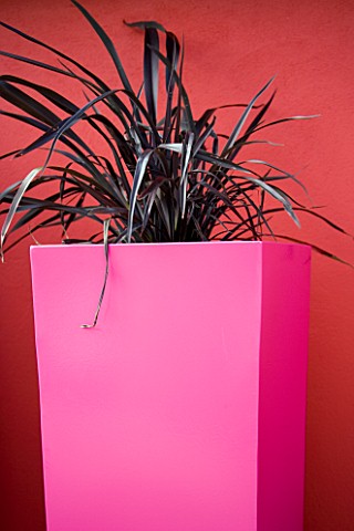 TALL_PINK_CONTAINER_BY_LANDSCAPE_AGAINST_A_RED_WALL_PLANTED_WITH_PHORMIUM_PLATTS_B40