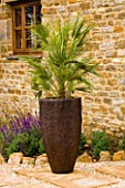 TALL CONTAINER PLANTED WITH DWARF FAN PALM - CHAMAEROPS HUMILIS STANDS ON SLAB WITH GRAVEL. CONTAINER BY GREEN INTERIORS.