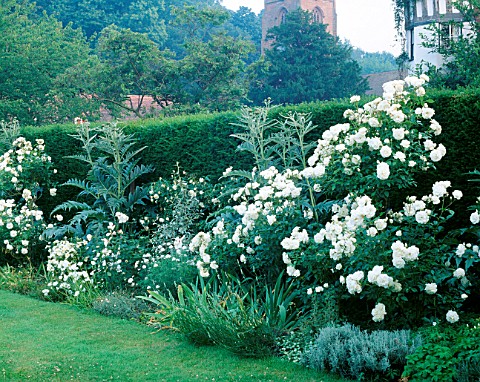 ICEBERG_ROSES_GROWING_IN_THE_WHITE_AND_SILVER_BORDER_AT_LOWER_HALL__SHROPSHIRE