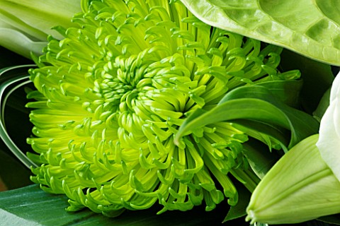 FLOWERBOX_LIME_GREEN_EXCLUSIVE