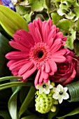 FLOWERBOX MAGENTA GEBERA AND LIME GREEN BOUQUET EXCLUSIVE (AS 31484)