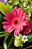 FLOWERBOX MAGENTA GERBERA AND LIME GREEN EXCLUSIVE (AS 31483)