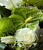 FLOWERBOX LIME GREEN AND WHITE BOUQUET (ROSES  CHRYSANTHEMUM AND ARUM LILY) EXCLUSIVE (AS 31488)