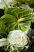 FLOWERBOX LIME GREEN ARUM AND WHITE ROSE (EXCLUSIVE) ( AS 31486)