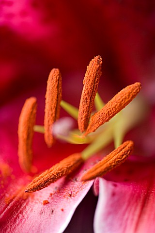 CLOSE_UP_OF_RED_LILY