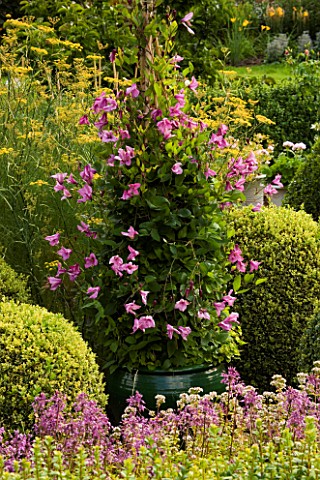 GREEN_GLAZED_CONTAINER_PLANTED_WITH_CLEMATIS_ALIONUSHKA_IN_THE_PARTERRE_AT_PETTIFERS__OXFORDSHIRE