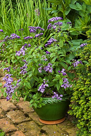 PETTIFERS__OXFORDSHIRE_GREEN_GLAZED_CONTAINER_PLANTED_WITH_HELIOTROPIUM_ARBORESCENS_ON_PATHWAY
